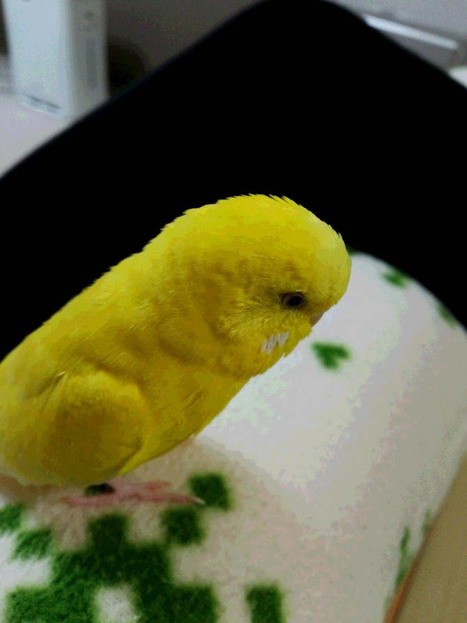 ペットのインコ(よしお君) ペットのインコ(よしお君)